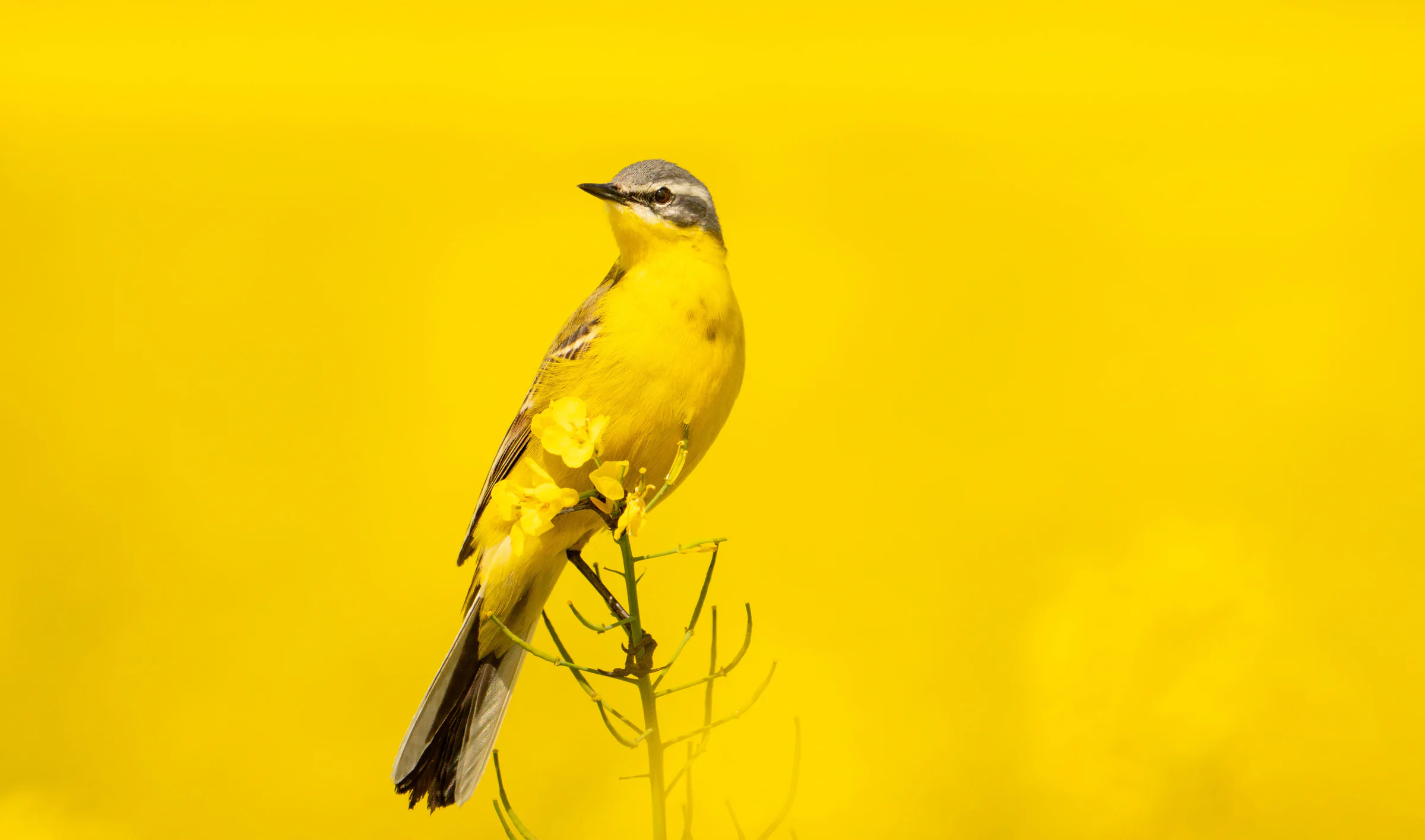 Żółte na żółtym – fotografia przyrodnicza Kajtka